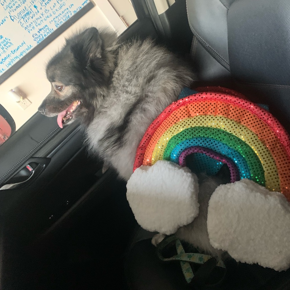 Dog Rainbow Halloween Costume